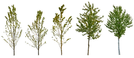 Green trees isolated on white background, trees for exterior design, tree collection.