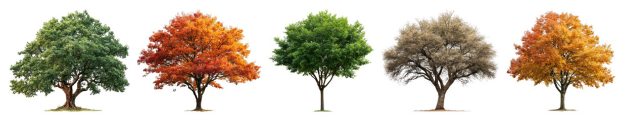 Colorful trees representing seasonal changes