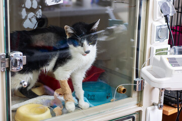 A Curious Cat Enjoying Care in a Veterinary Clinic