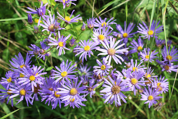 Aster amellus blooms in the wild