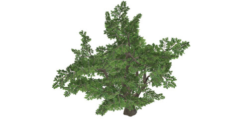 Obraz premium 3D Render Oak Tree isolated on a Transparent Background