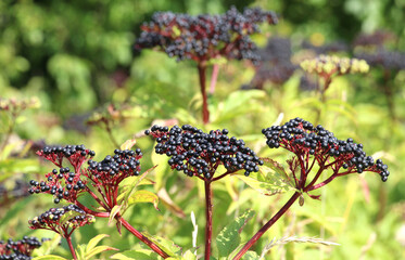 Berries ripe on the black grassy elder (Sambucus ebulus)