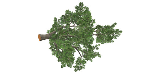 3D Render Oak Tree isolated on a Transparent Background