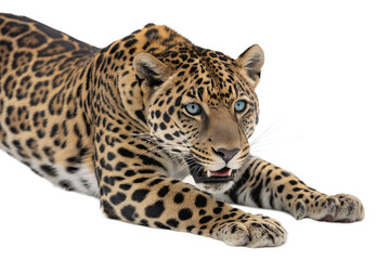 Obraz premium A close-up portrait of a powerful jaguar with striking blue eyes, showcasing its beautiful spotted coat and intense gaze against a clean white background