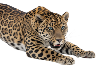 A close-up portrait of a powerful jaguar with striking blue eyes, showcasing its beautiful spotted coat and intense gaze against a clean white background