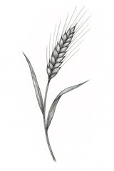 Fototapeta premium Detailed illustration of wheat stalk growing in black and white
