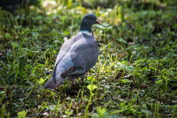wood pigeon. colorful wildlife photo. close-up. blurred background