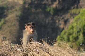 4K Image of Rhesus Macaque Sitting on Mountain Cliff with Scenic View.