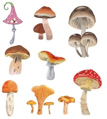 Set of mushrooms isolated on white. Fly agaric, porcini mushrooms, chanterelles