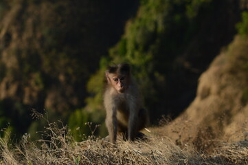 Rhesus Macaque Resting on Mountain Rock – 4K Wildlife Photography