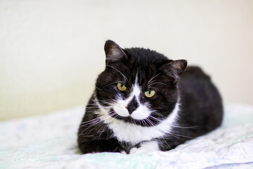 Charming Black and White Cat Relaxing on Soft Surface