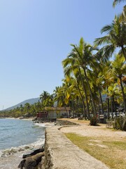 Fototapeta premium palm trees on the beach