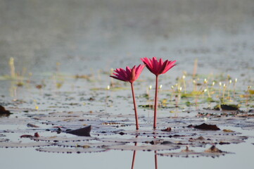 4K Close-Up of Pink Water Lilies Floating on Calm Pond Water with Green Lily Pads