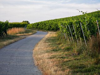 The country road goes among the vineyards. The road is very winding and was filmed in the evening light The evening sky is bright, blue and cloudy.