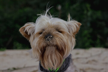 Close-up shot of a charming Yorkshire Terrier with a snout in the sand, capturing its expressive...