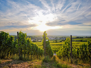 A lush green vineyard with a hill in the background in Germany Breisgau