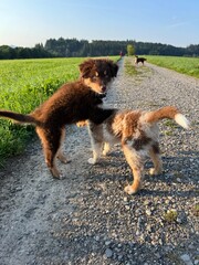 Two Playful Dogs Having a Wonderful Time Enjoying a Beautiful Sunny Day Outdoors in Nature