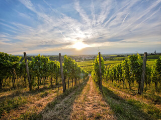 Obraz premium A lush green vineyard with a hill in the background in Germany Breisgau