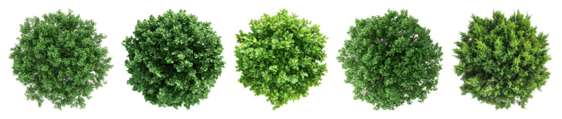 Obraz premium Lush green spherical topiary arrangement