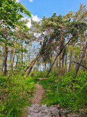 A tree with a crooked trunk is in a forest Baltic sea in Kaliningrad Russia