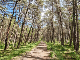 A path through a forest with trees on either side