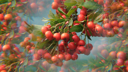 Rote Apfelbeere, Feuerdorn Vogelbeere, Roter Feuerdorn, Sanddornbeere, abstrakte Kaleidoskop Natur Fotografie im Spätsommer vor dem Herbstbeginn Herbstbeginn in Europa