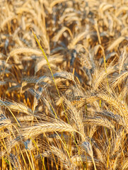 A field of golden wheat with a stalk of wheat in the foreground