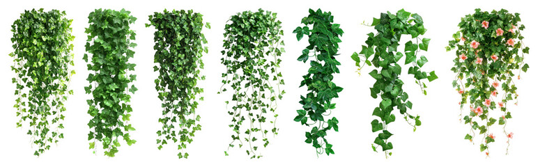 Lush cascading green foliage variety