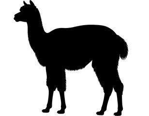 Silhouette of an alpaca (5)