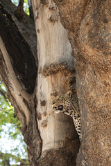 a leopard peeking out from behind a tree trunk