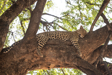 A leopard resting on a tre branch in the wild