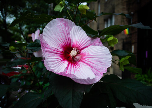A large pink Hibiscus flower in bloom