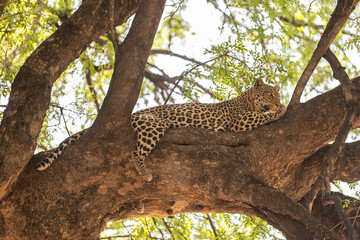 A leopard sleeping on a Tre branch in the wild