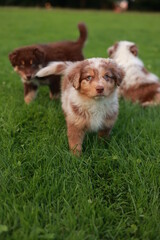 Three puppies are playing in a grassy field