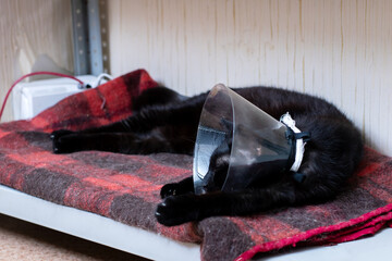 Black Cat with Cone Sleeping Comfortably on a Blanket