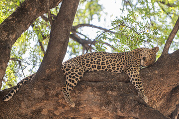 A leopard sleeping on a Tre branch in the wild