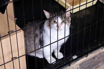 A Curious Cat Inside a Cage at an Animal Shelter Awaiting a Home