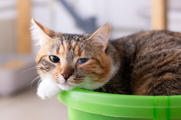 A Charming Cat Is Relaxing in a Bright Green Bucket, Looking Adorable © Vera Aksionava