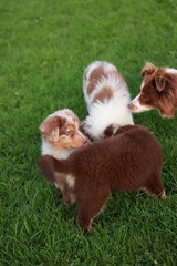 Three dogs are playing in a grassy field