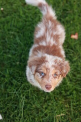 Brown and white dog is standing on a green grassy field