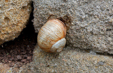a brown garden snail (helix aspersa) attached to a stone wall