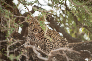 A leopard cub peeking through the branches of a tree in the wild