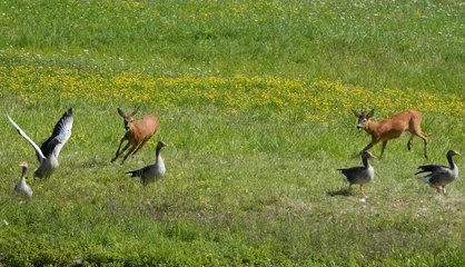 Selbstklebende Fototapeten Rehe two roe deer (capreolus capreolus) chasing each other on a green meadow with greylag geese  © Flowal93