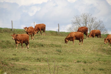 vaches