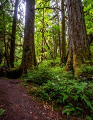 Obraz premium Lush forest floor bathed in sunlight