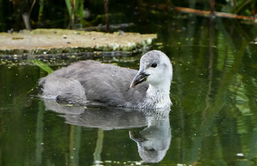 a small juvenile moorhen (gallinula chloropus) chick swimming in a pond
