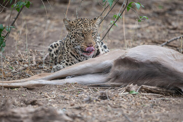 A leopard and its prey, a kudu, eating after the hunt