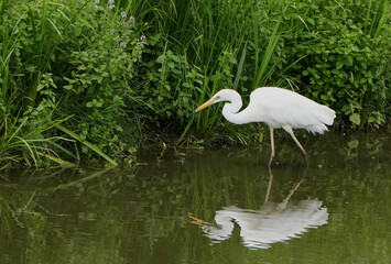 a great egret (ardea alba) standing in shallow water at the lakeside