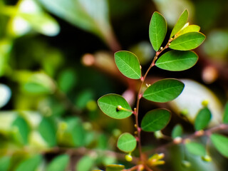 Close-up of a branch with small, elliptical green leaves arranged alternately. 