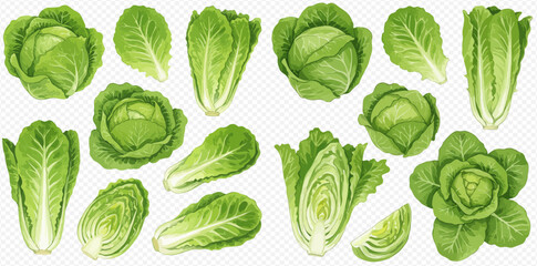 A collection of realistic illustrations featuring green cabbage and romaine lettuce, shown whole, cut in half, and as single leaves on a transparent background.